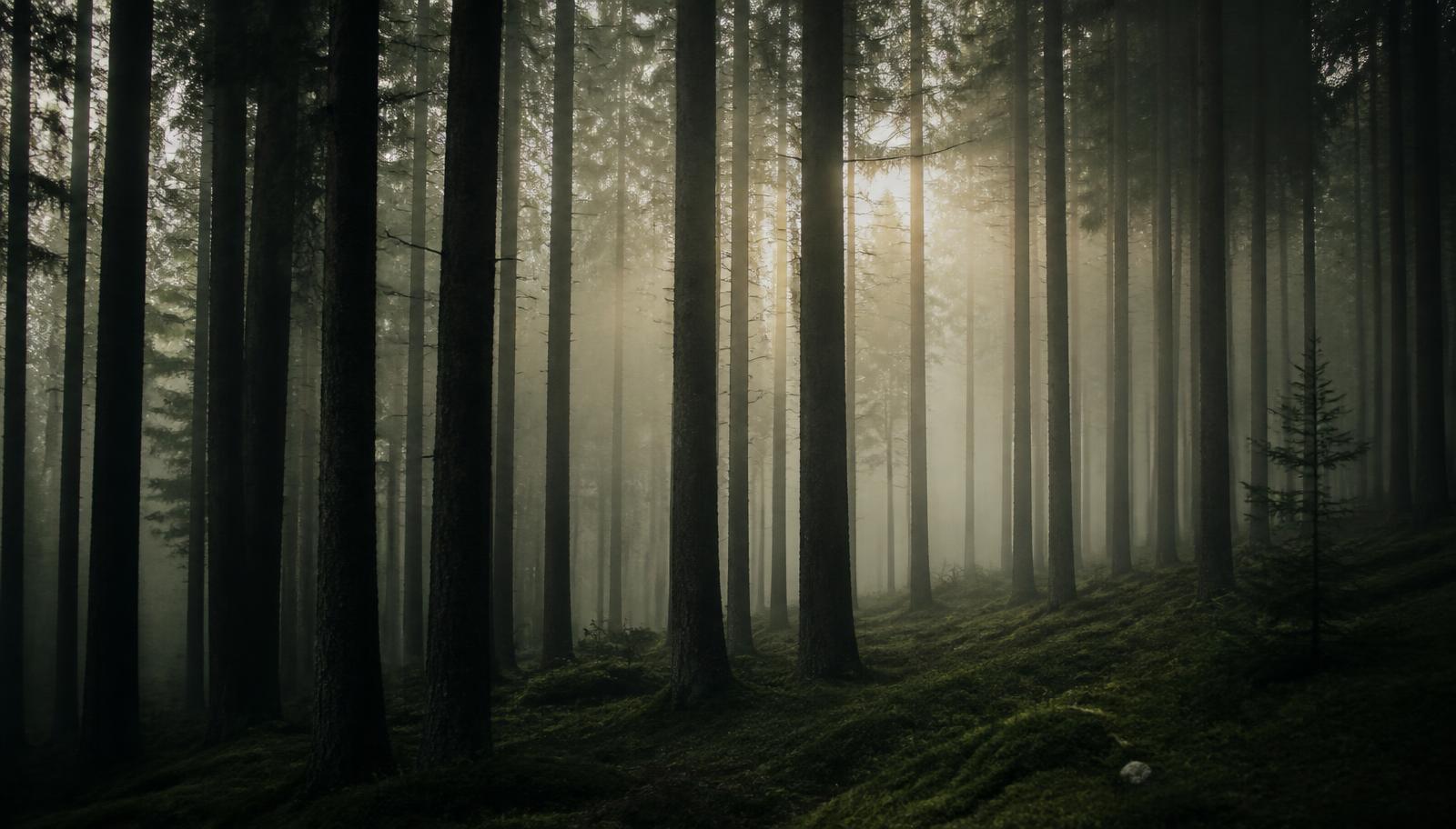 Misty forest of tall trees